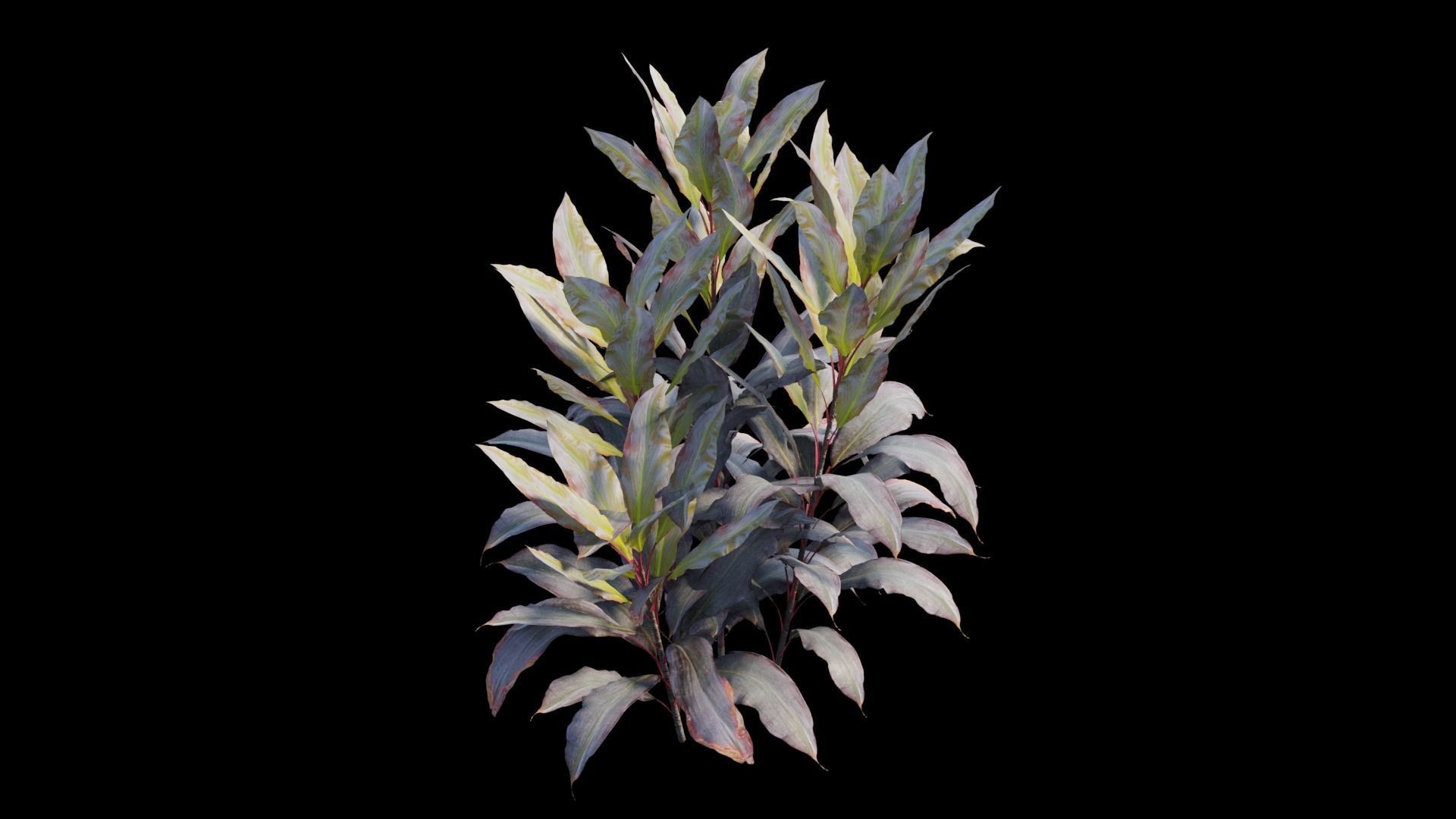 Cordyline Fruticosa plant set 09 Low-poly 3D model_11