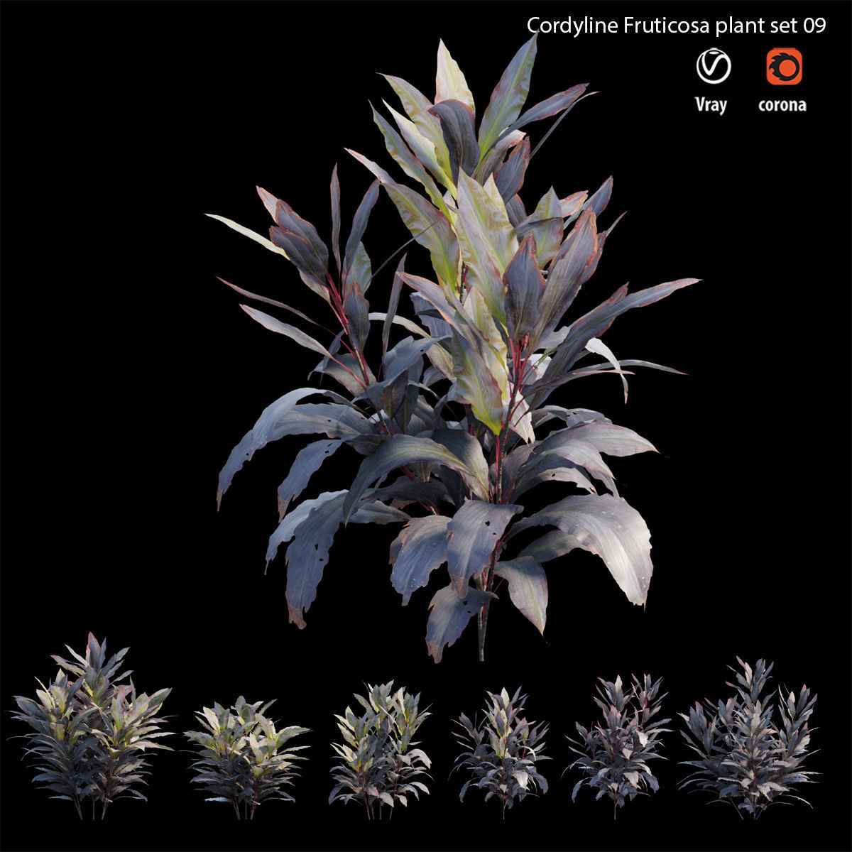 Cordyline Fruticosa plant set 09 Low-poly 3D model_2
