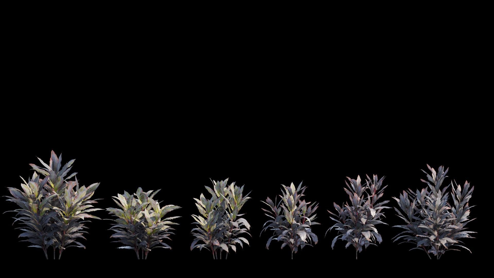 Cordyline Fruticosa plant set 09 Low-poly 3D model_7