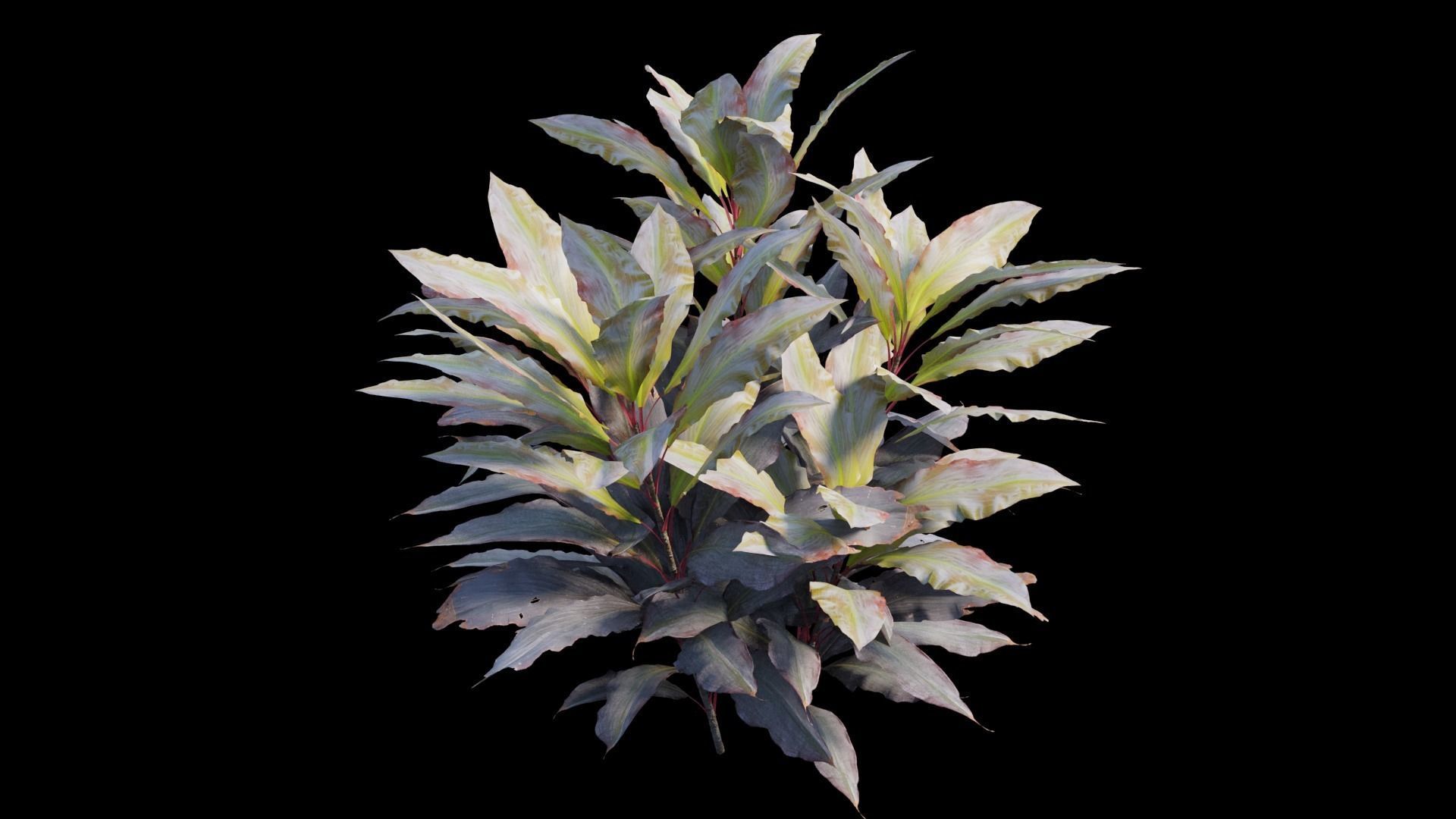 Cordyline Fruticosa plant set 09 Low-poly 3D model_10