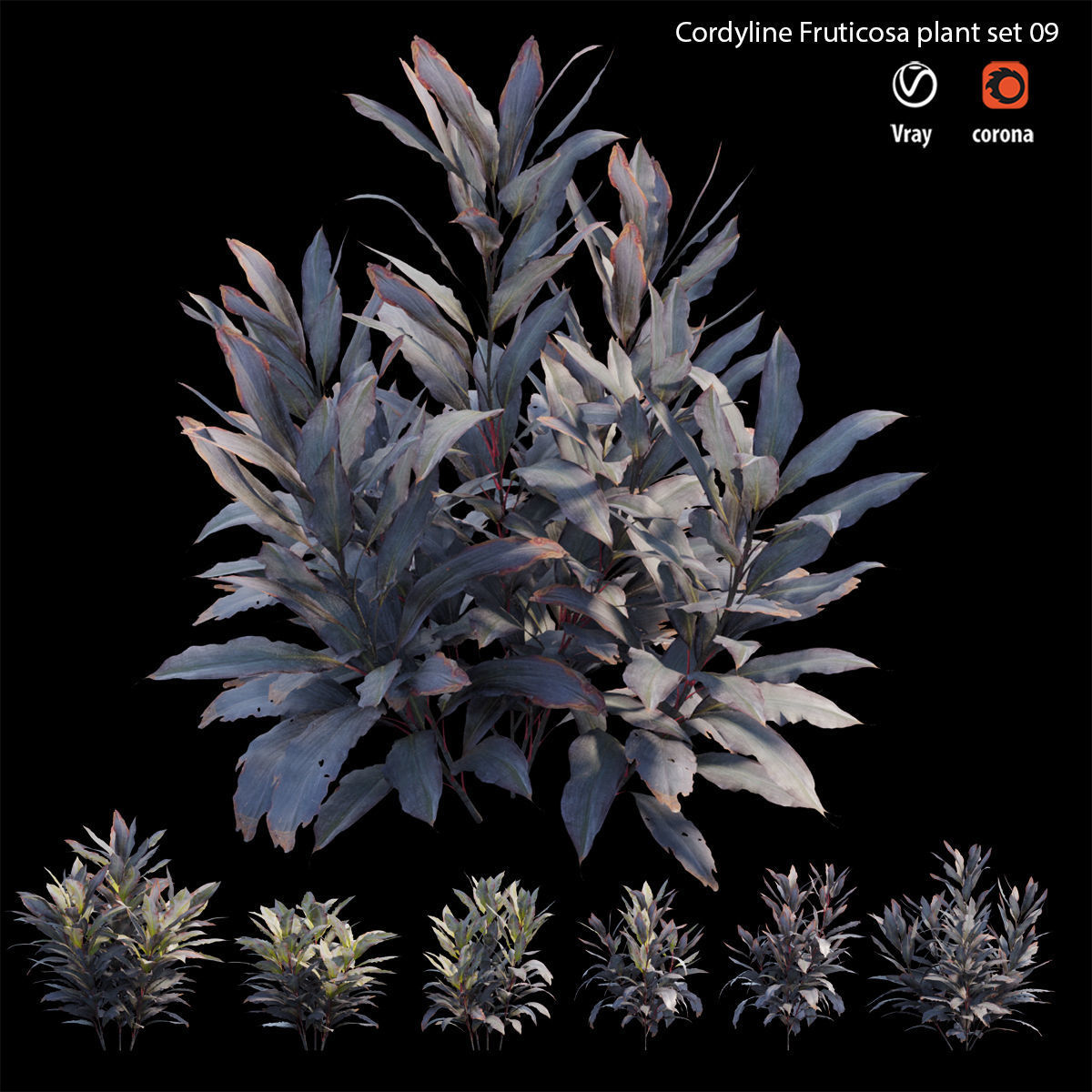 Cordyline Fruticosa plant set 09 Low-poly 3D model_5