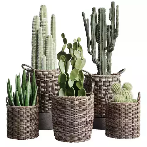 collection indoor plant 112 stair basket rattan vase pot cactus