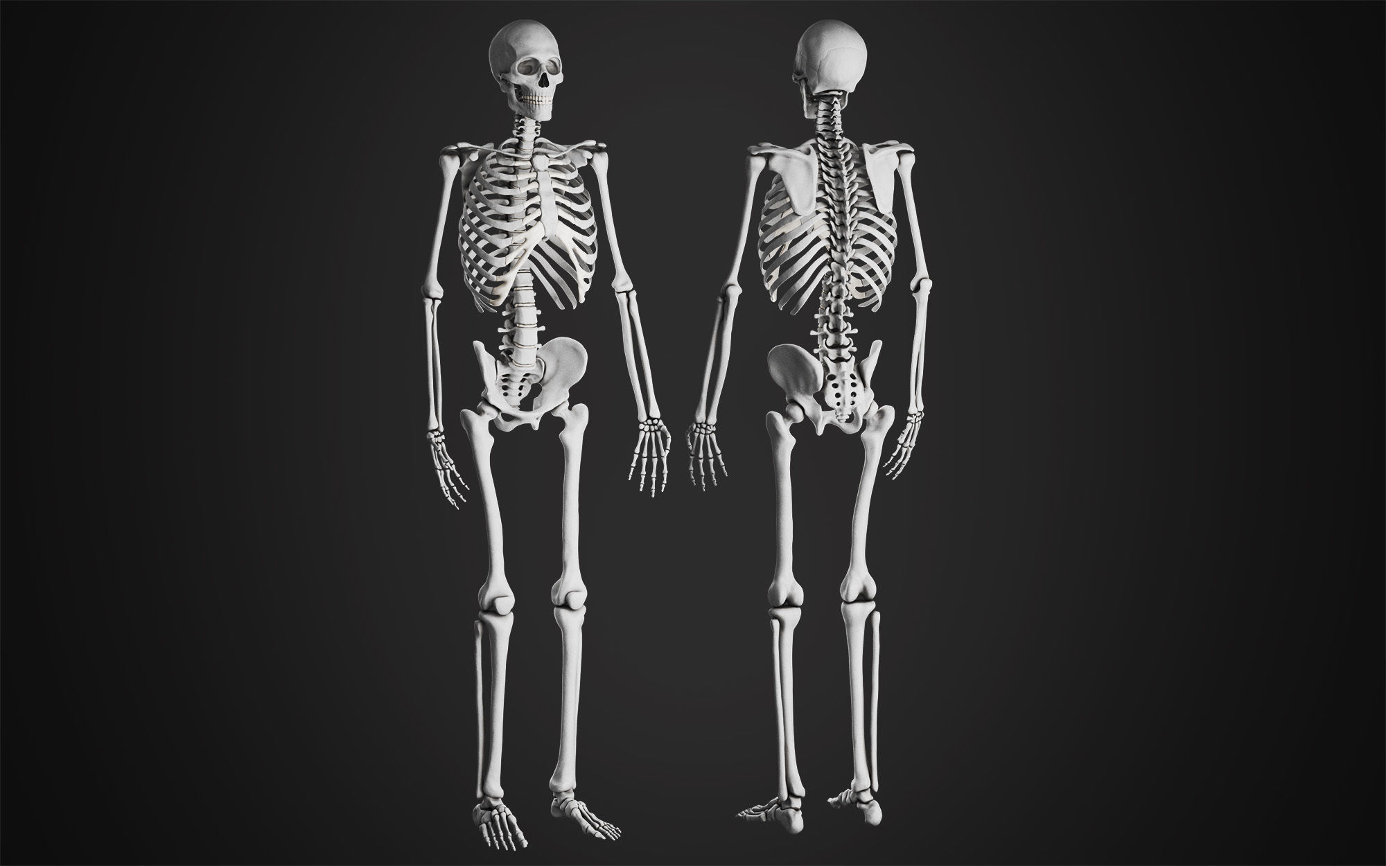 Anatomical Male Skeleton Sculpt 3D model_5