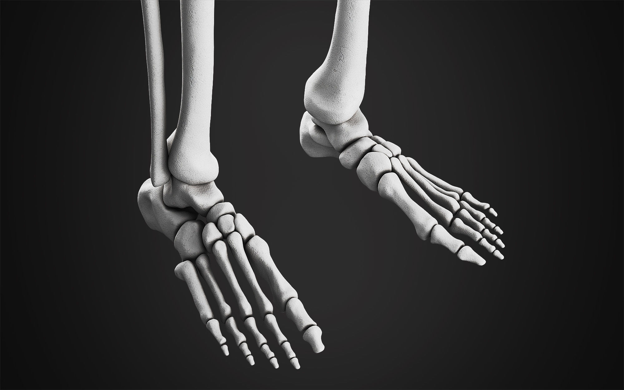 Anatomical Male Skeleton Sculpt 3D model_8