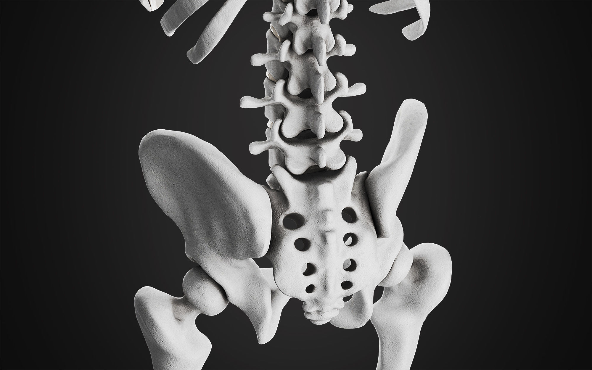 Anatomical Male Skeleton Sculpt 3D model_9