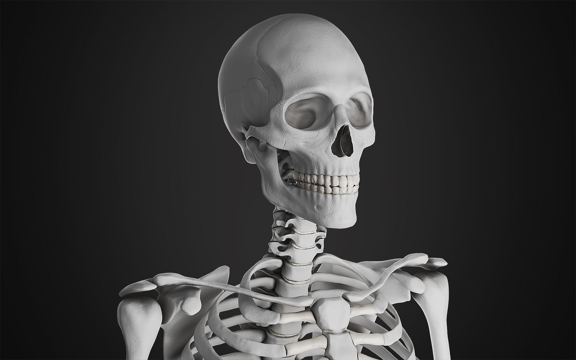 Anatomical Male Skeleton Sculpt 3D model_3