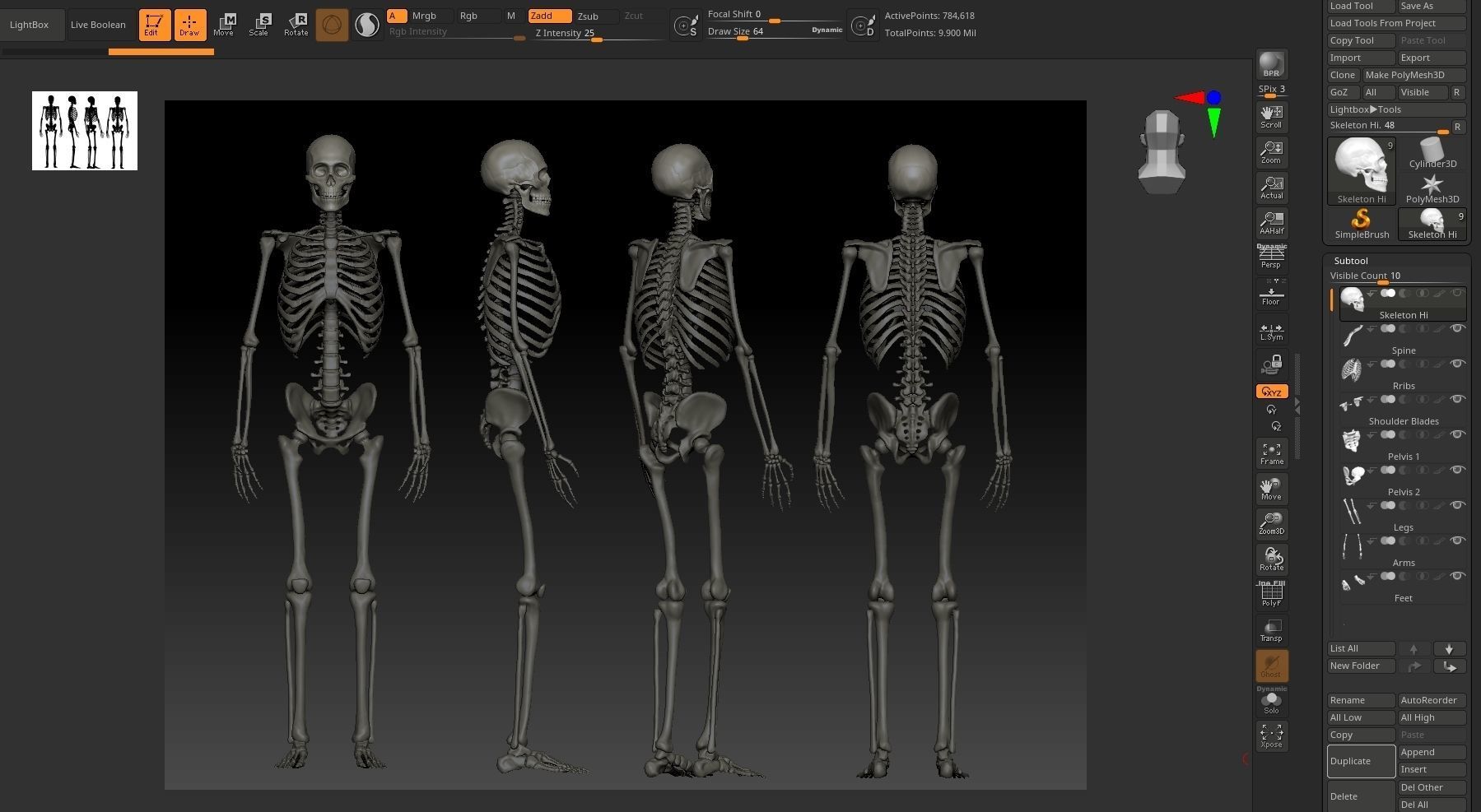 Anatomical Male Skeleton Sculpt 3D model_2