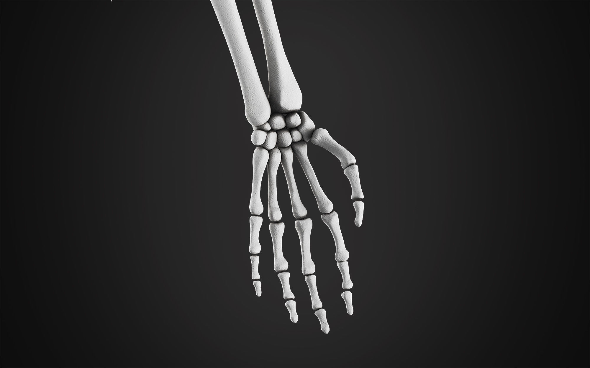 Anatomical Male Skeleton Sculpt 3D model_7