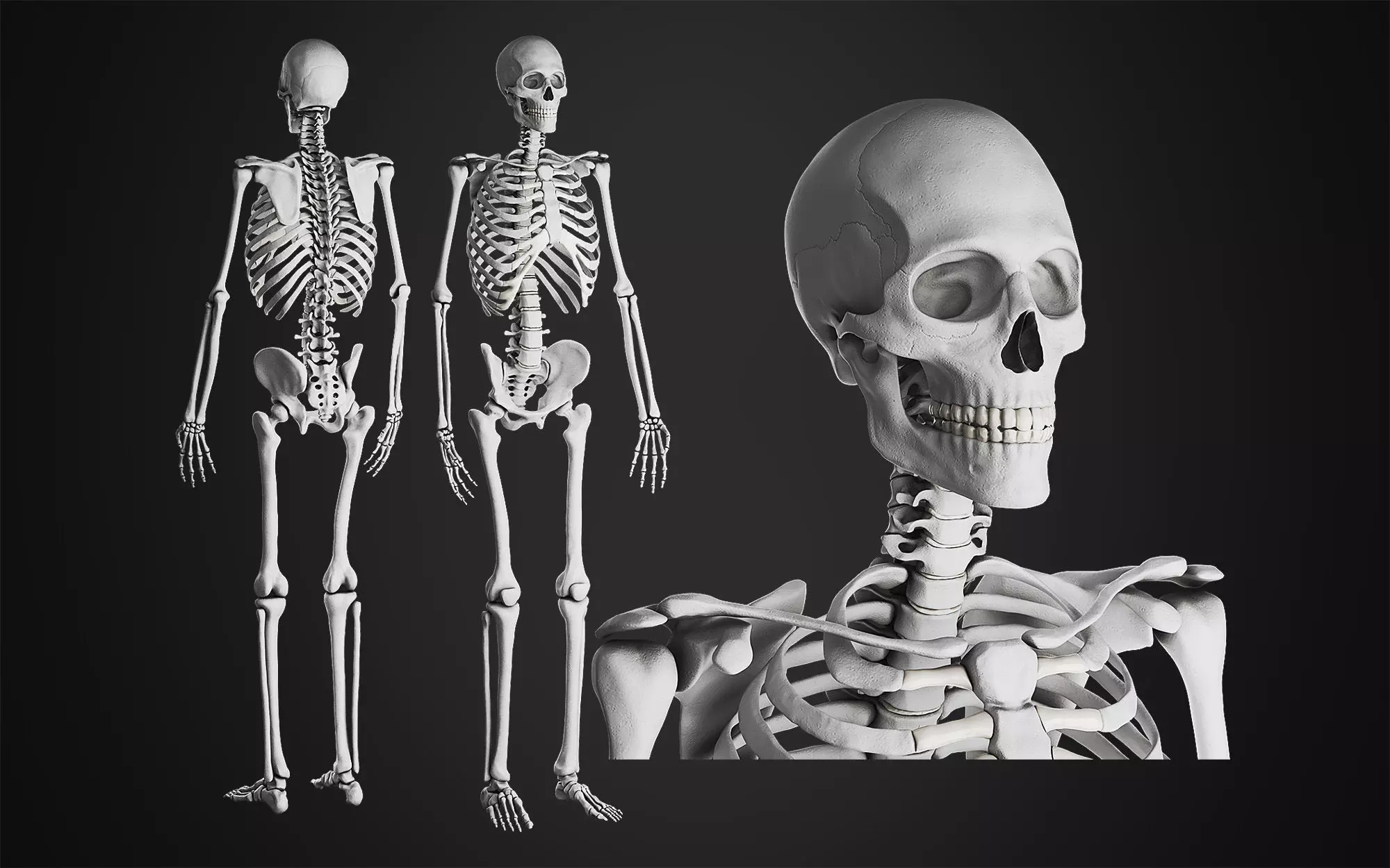 Anatomical Male Skeleton Sculpt 3D model_0