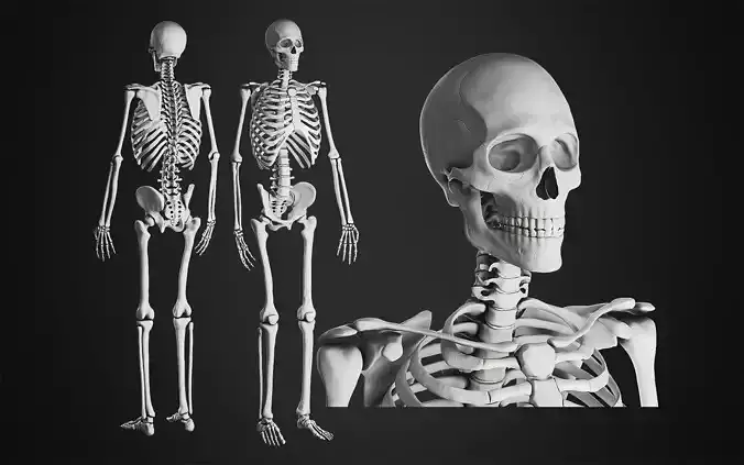 Anatomical Male Skeleton Sculpt
