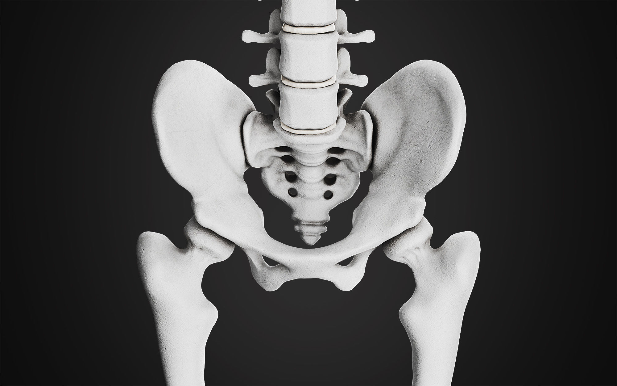 Anatomical Male Skeleton Sculpt 3D model_6