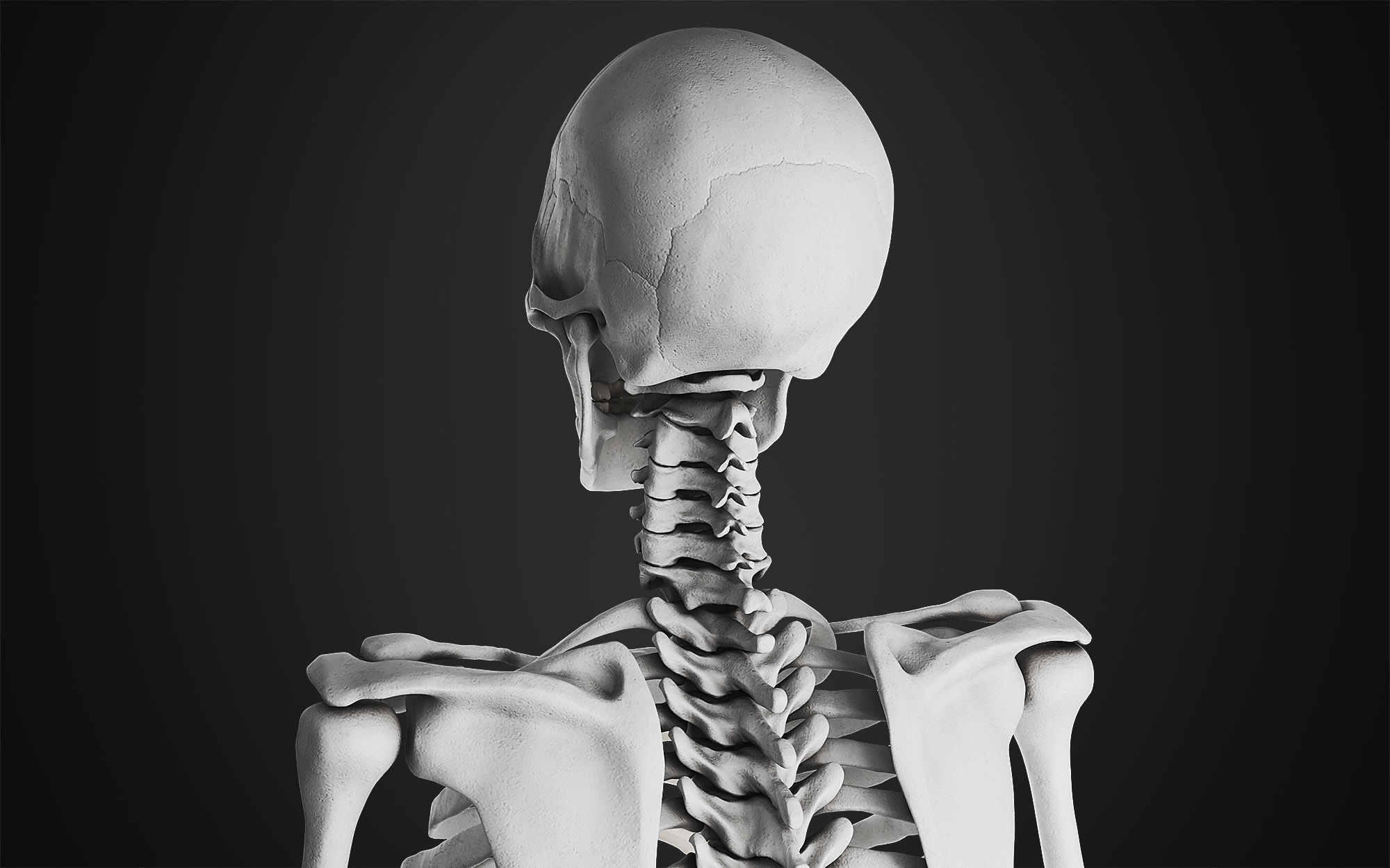 Anatomical Male Skeleton Sculpt 3D model_4