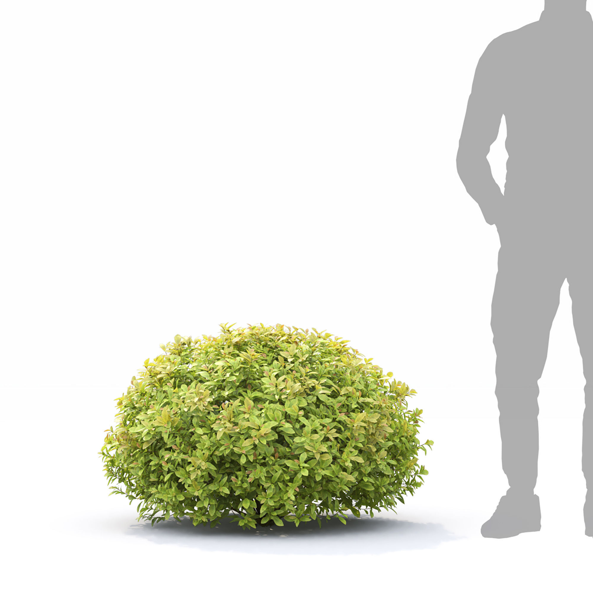 Spiraea Golden Princess 01 3D model_4