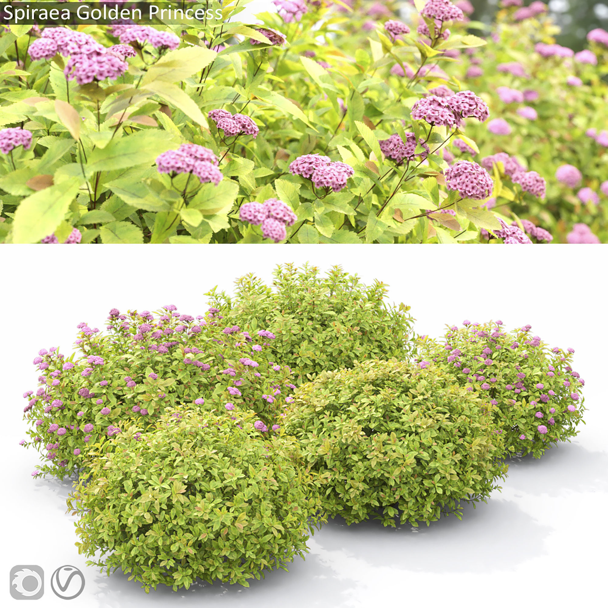 Spiraea Golden Princess 01 3D model_8