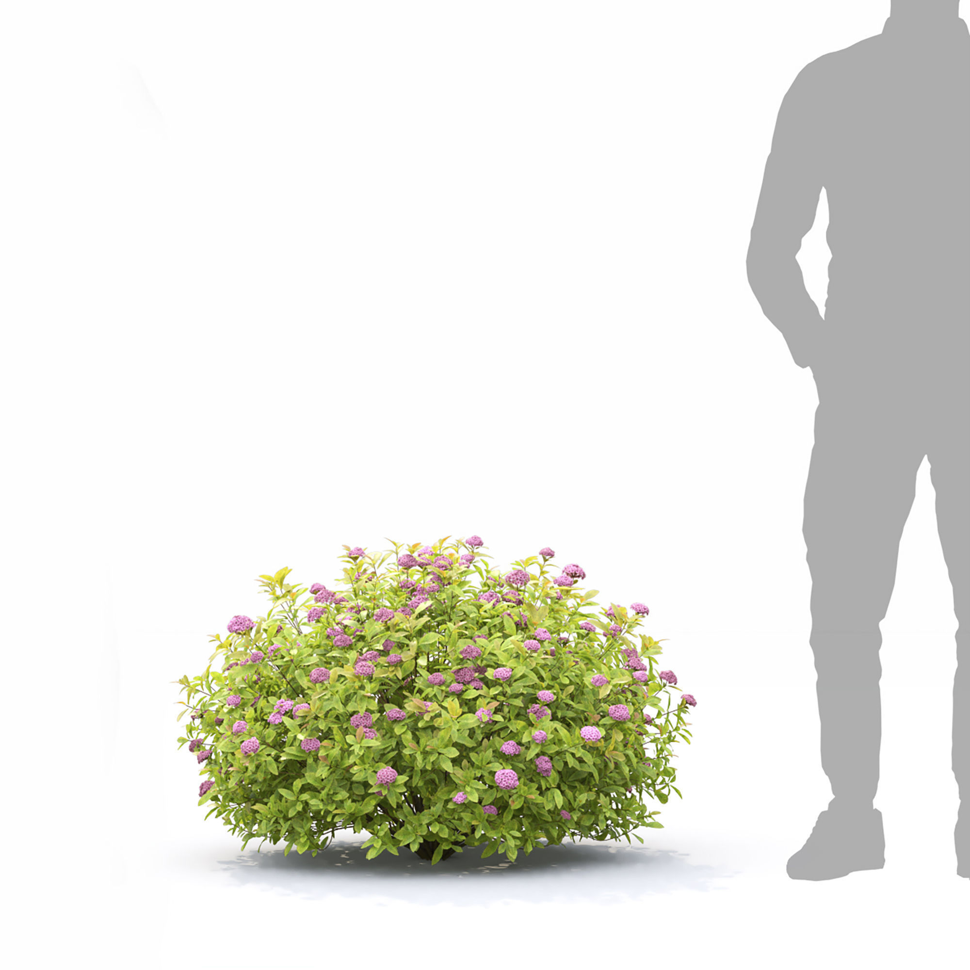 Spiraea Golden Princess 01 3D model_5