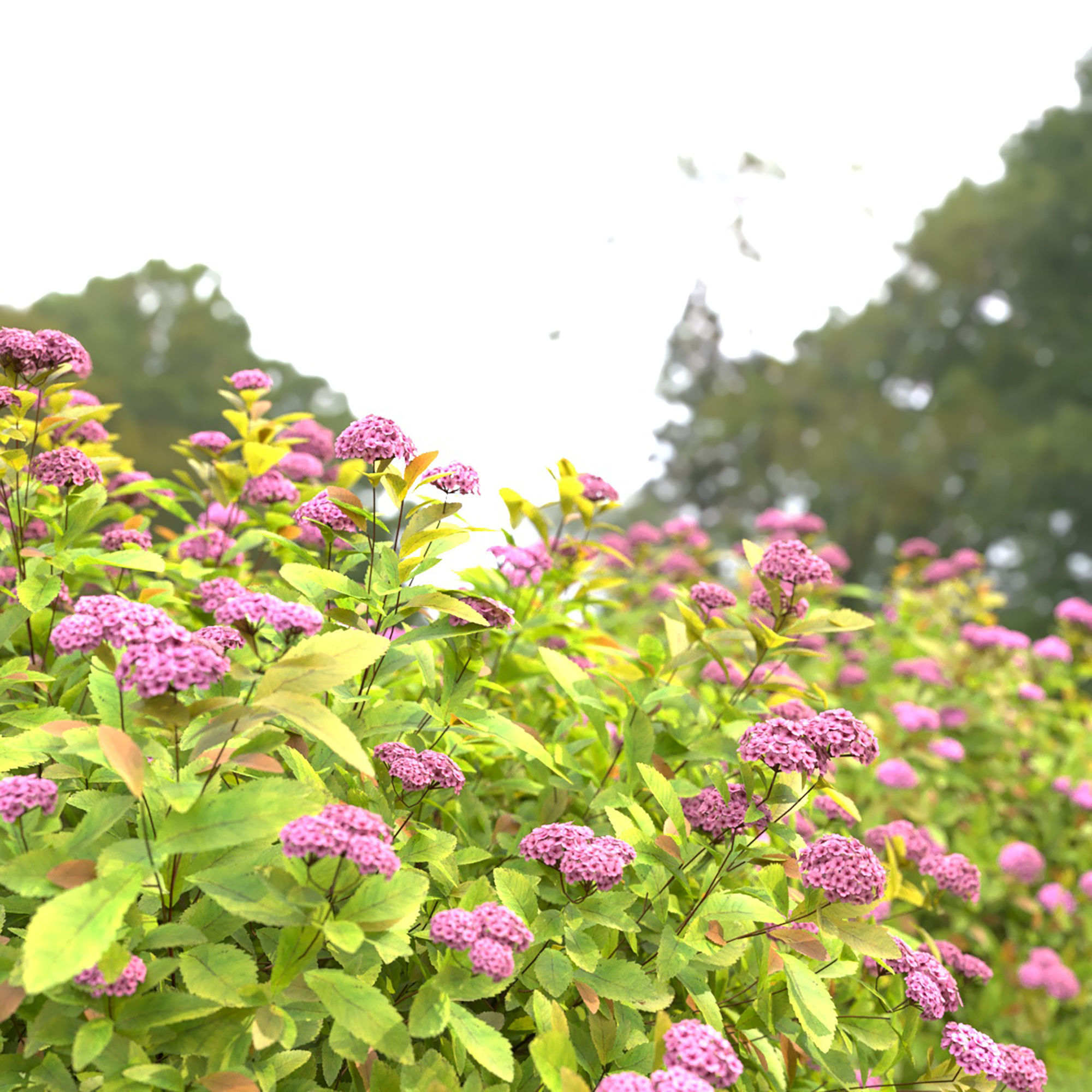 Spiraea Golden Princess 01 3D model_1