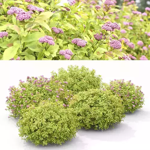 Spiraea Golden Princess 01 3D model