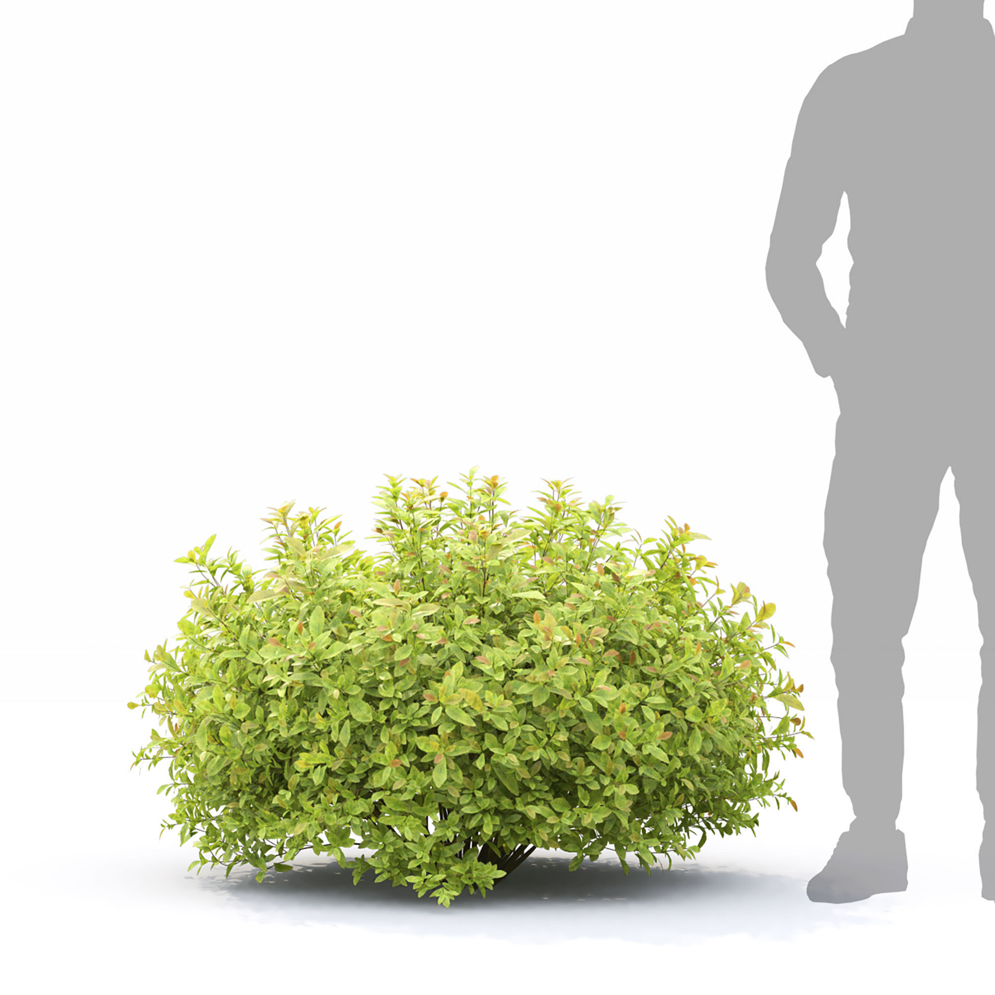 Spiraea Golden Princess 01 3D model_3