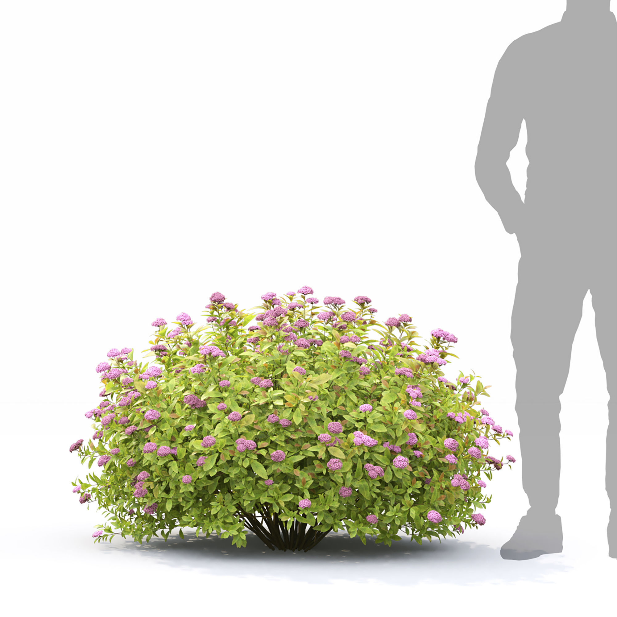 Spiraea Golden Princess 01 3D model_2