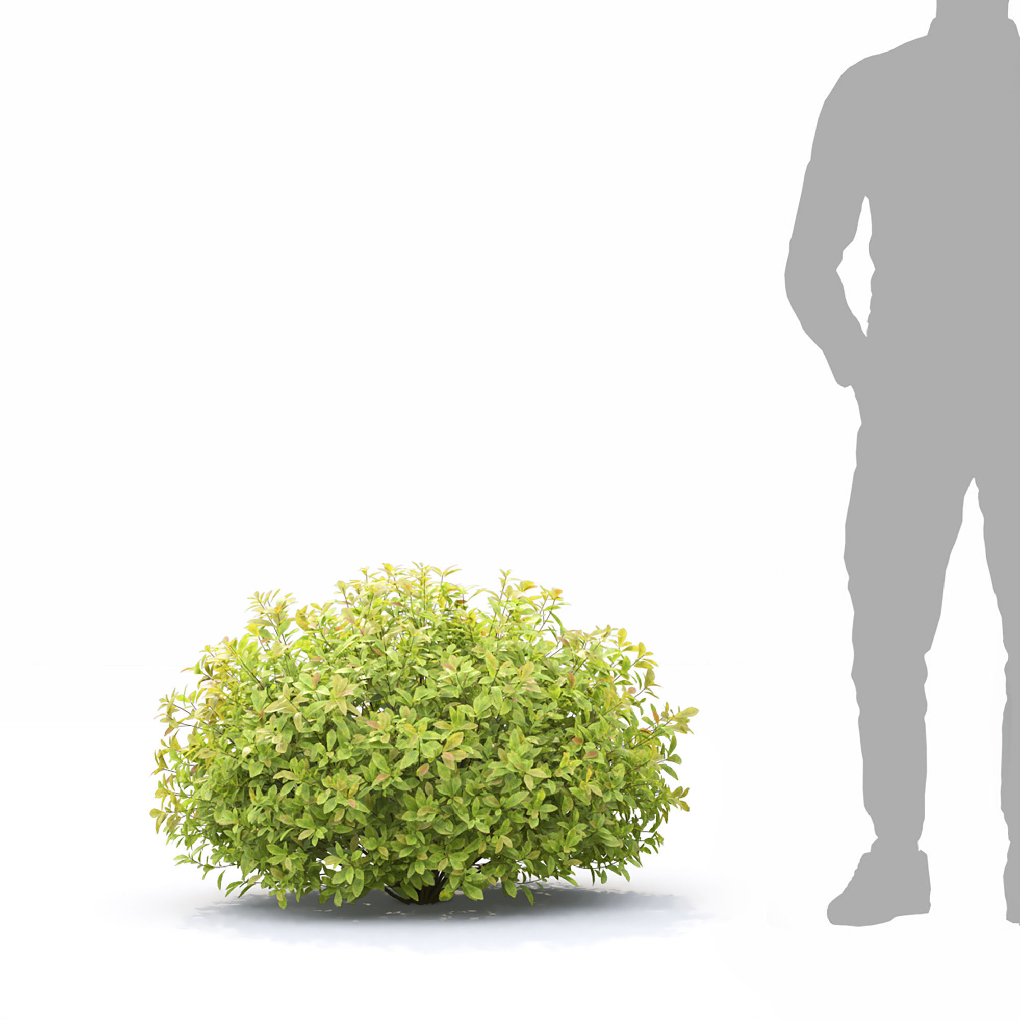 Spiraea Golden Princess 01 3D model_6