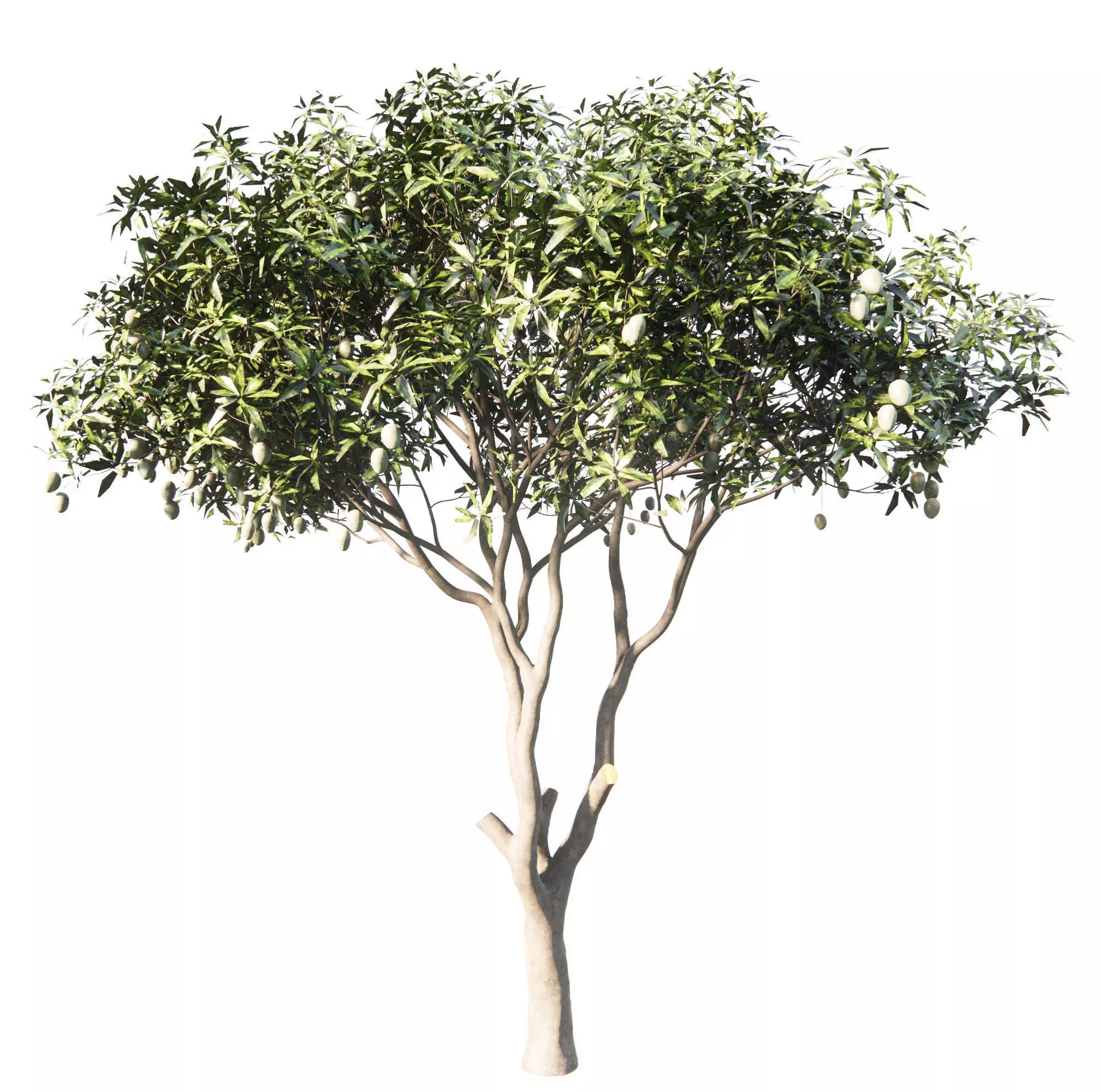 Mango Tree 3D model
