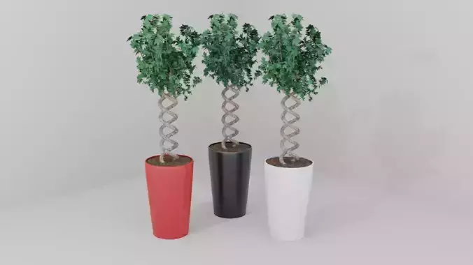 An exotic potted plant