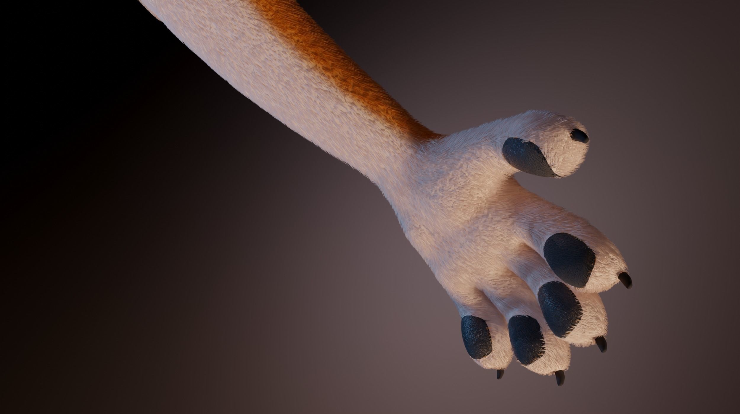 Zoe Anthro Fox 3D model_14