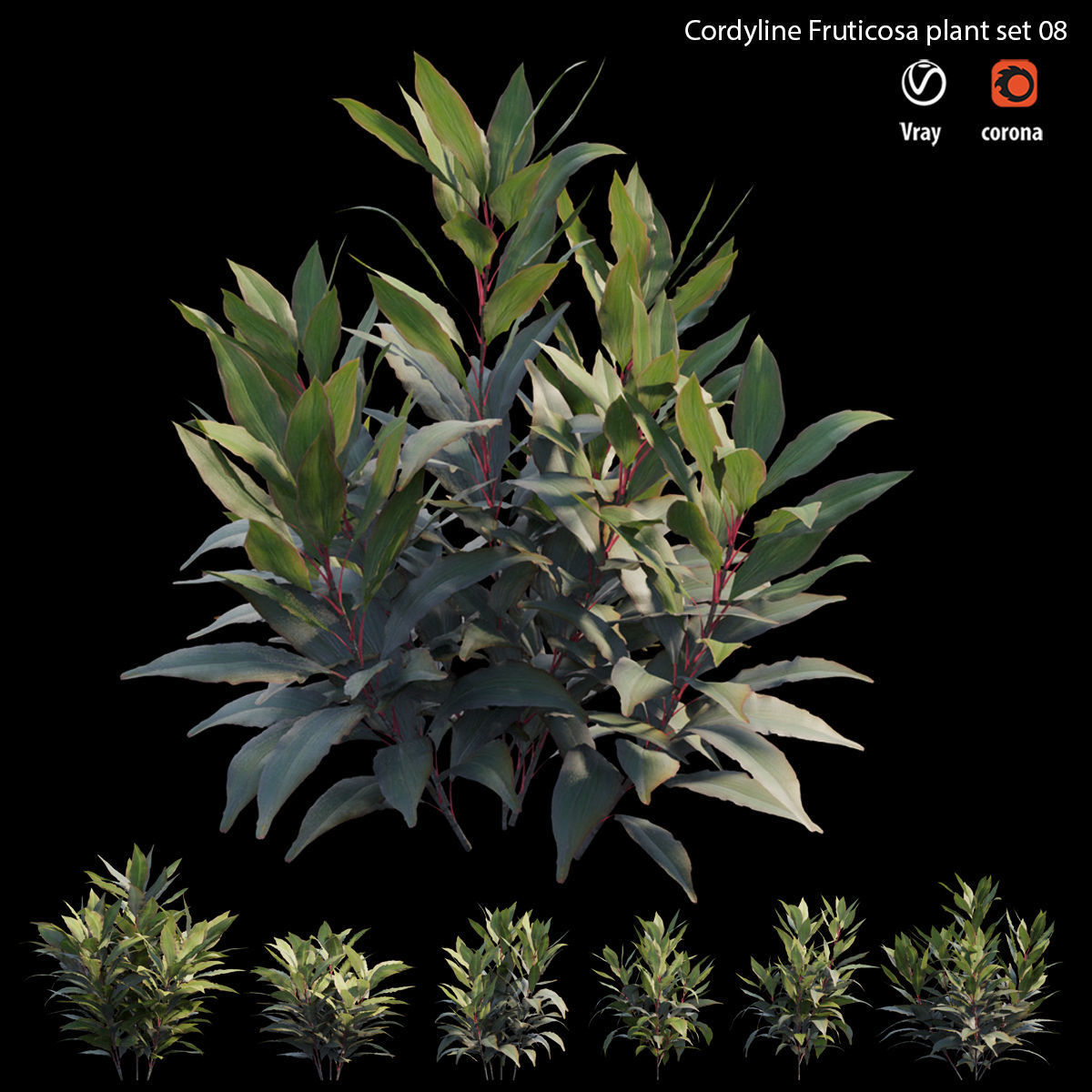 Cordyline Fruticosa plant set 08 Low-poly 3D model_4