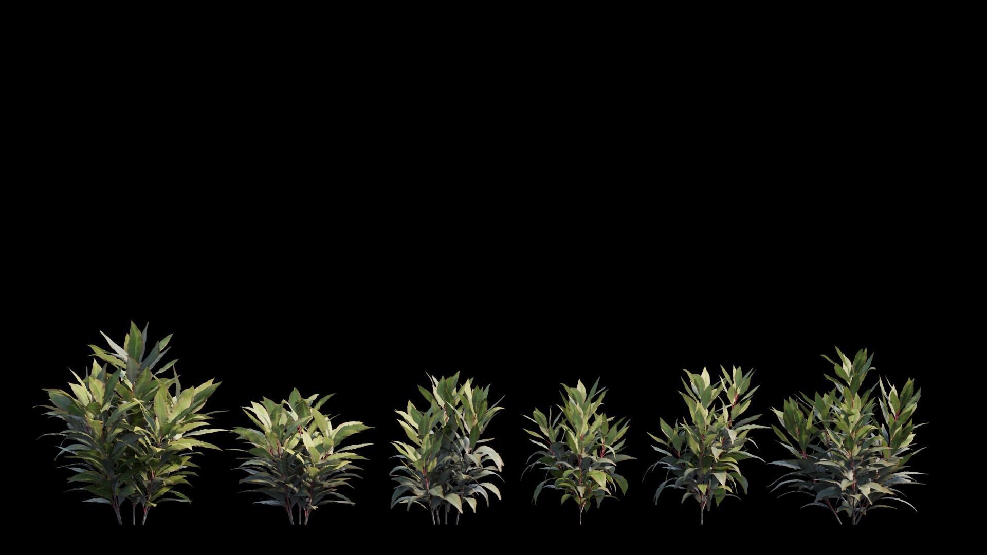 Cordyline Fruticosa plant set 08 Low-poly 3D model_7