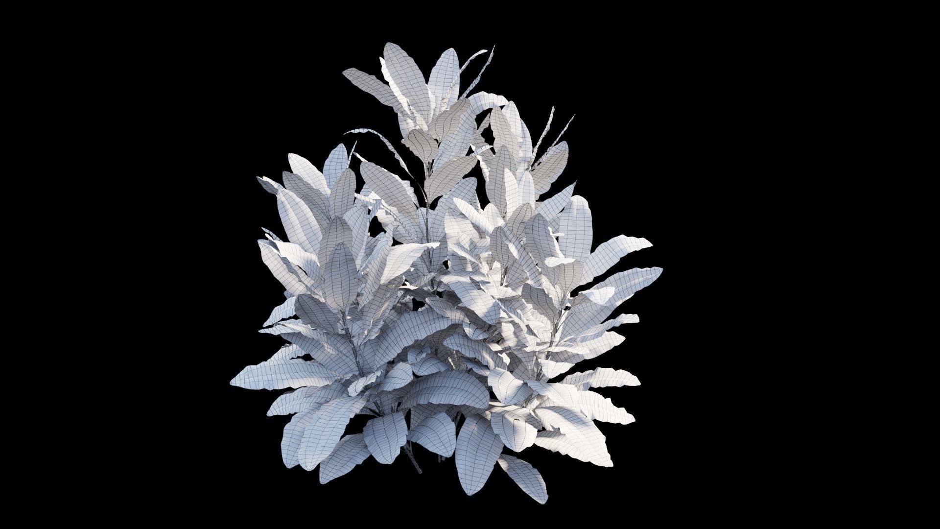 Cordyline Fruticosa plant set 08 Low-poly 3D model_14