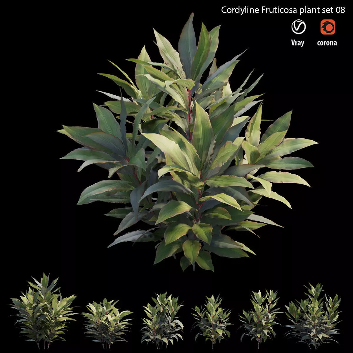 Cordyline Fruticosa plant set 08 Low-poly 3D model_0