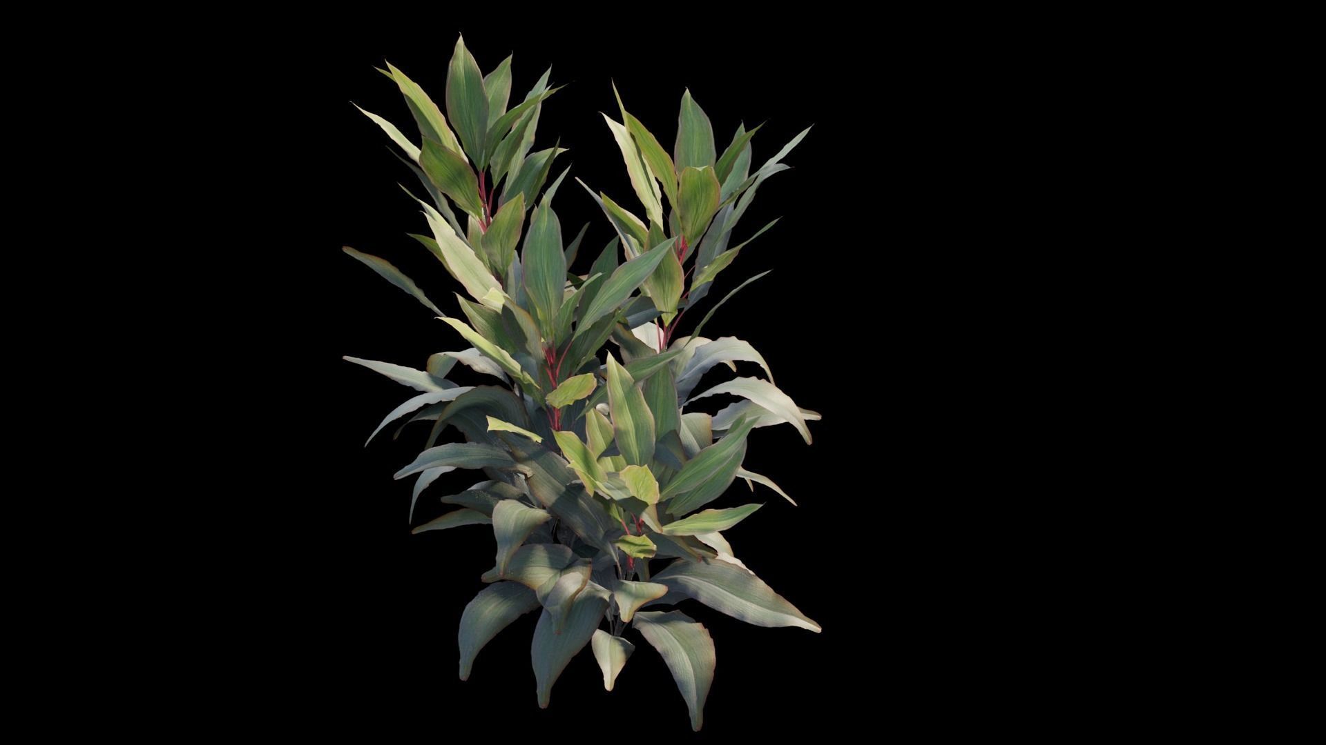 Cordyline Fruticosa plant set 08 Low-poly 3D model_10