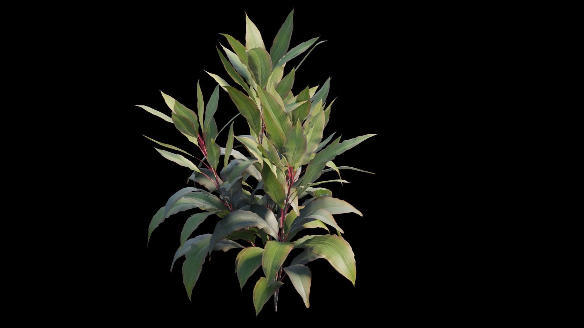 Cordyline Fruticosa plant set 08 Low-poly 3D model_11