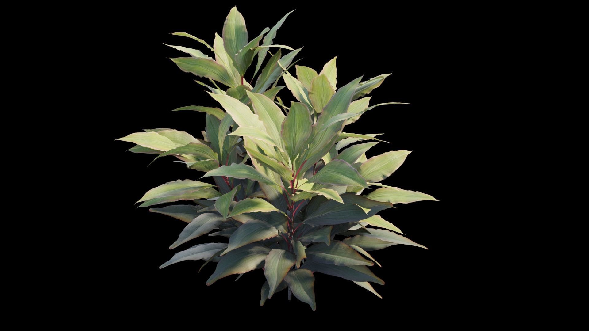 Cordyline Fruticosa plant set 08 Low-poly 3D model_9