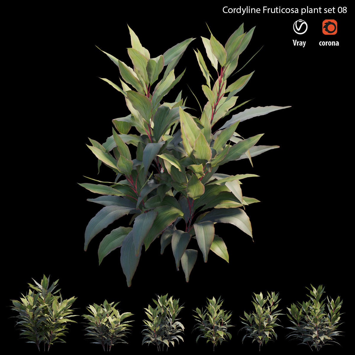 Cordyline Fruticosa plant set 08 Low-poly 3D model_5