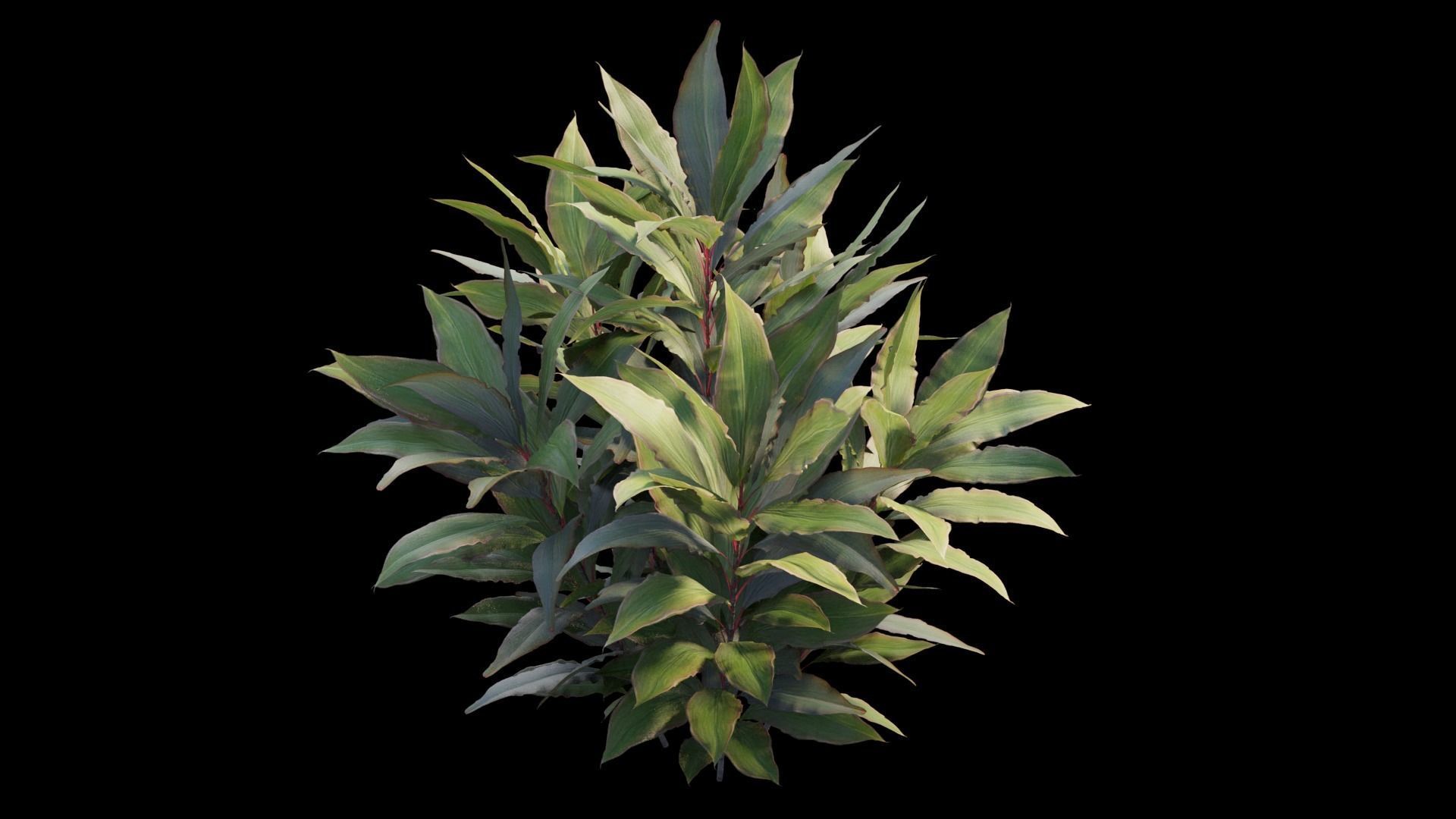Cordyline Fruticosa plant set 08 Low-poly 3D model_8