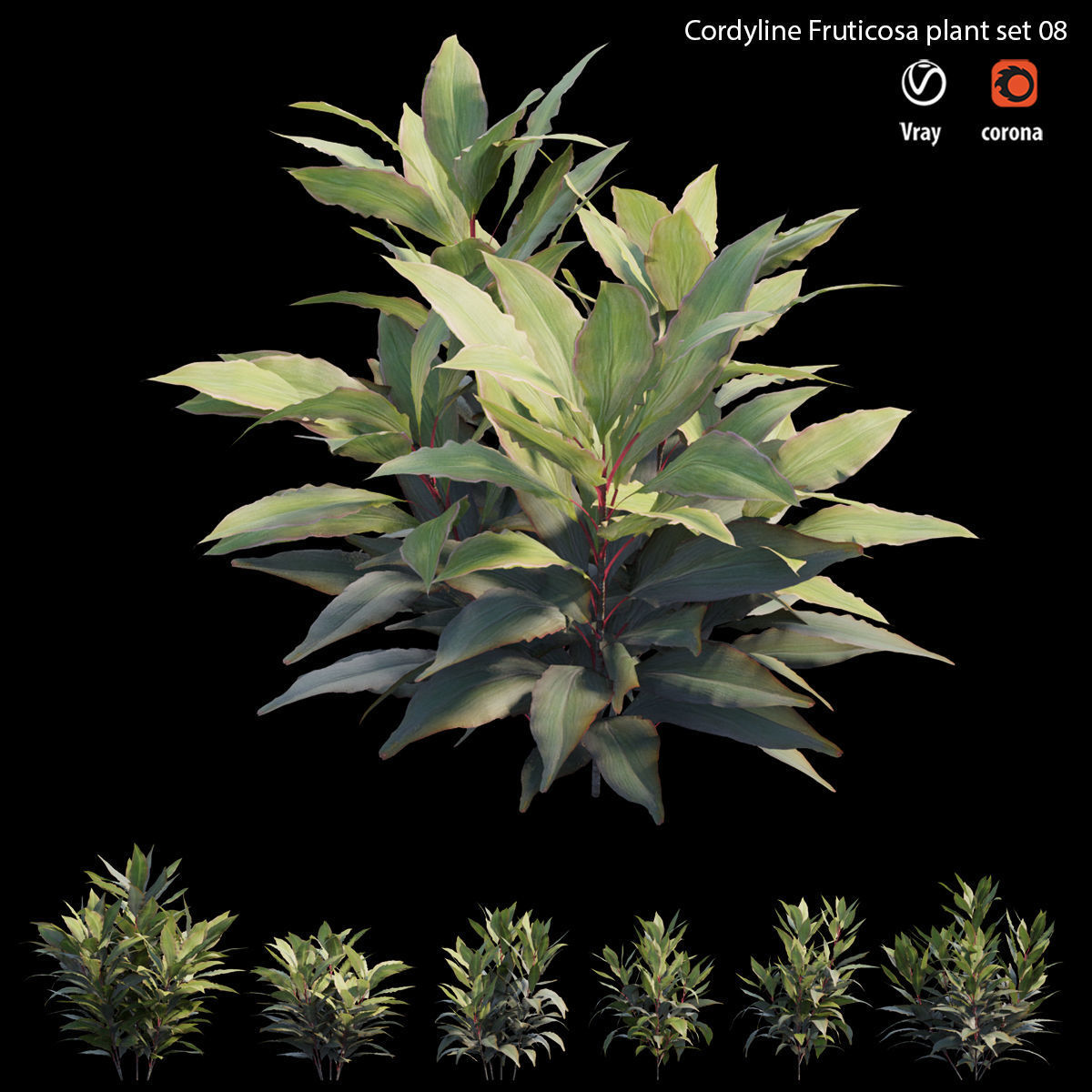 Cordyline Fruticosa plant set 08 Low-poly 3D model_1