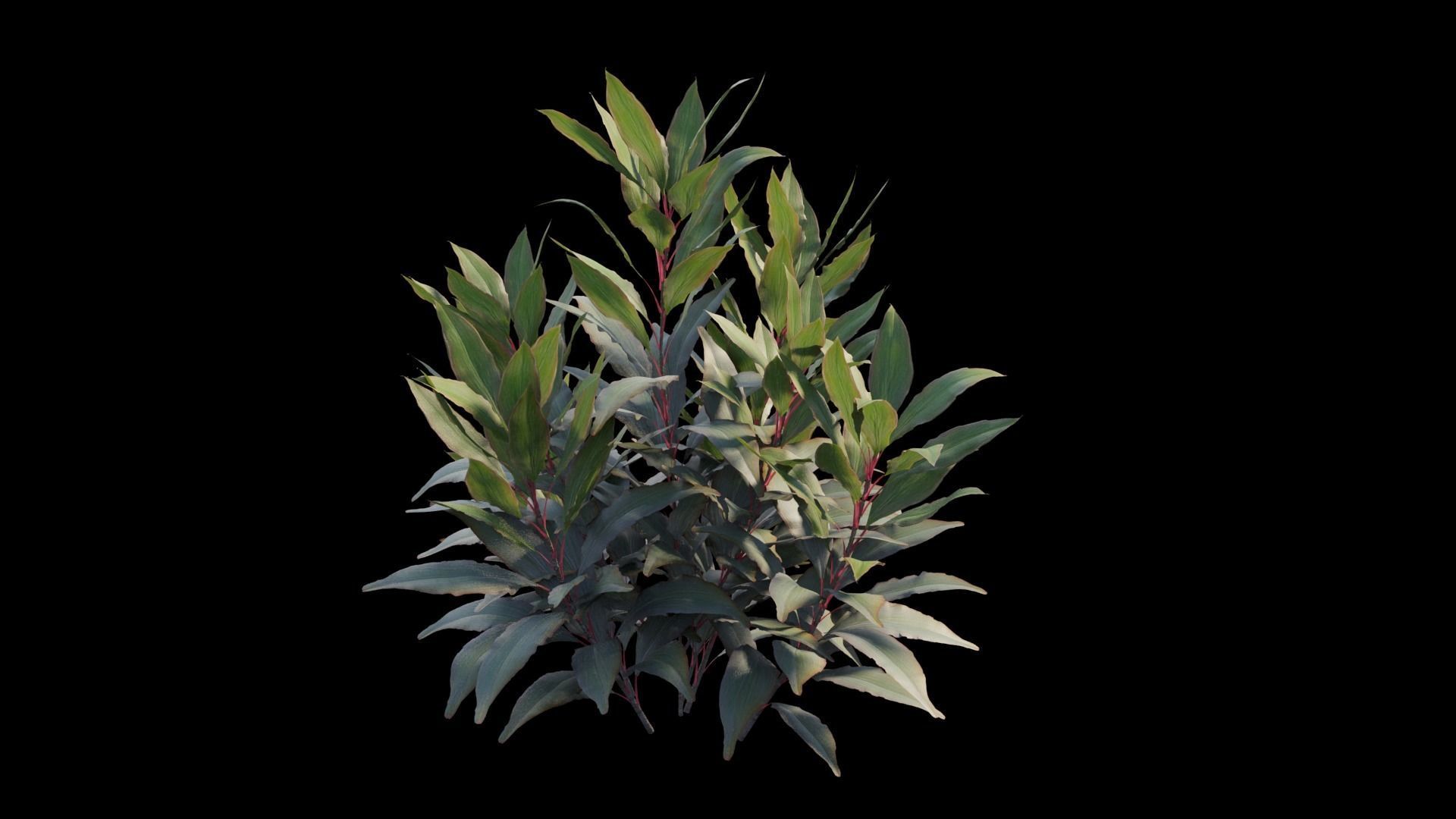 Cordyline Fruticosa plant set 08 Low-poly 3D model_13