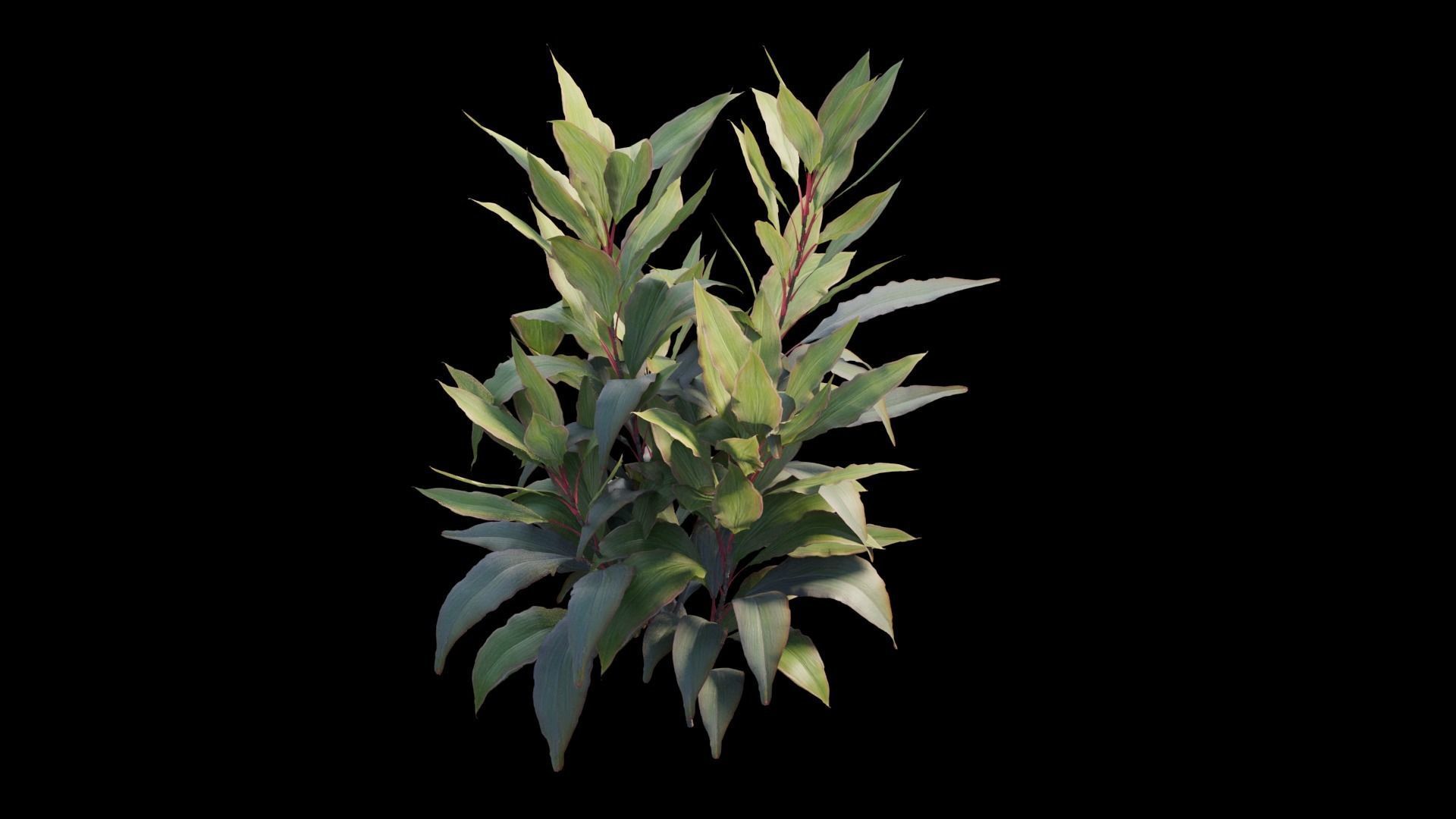 Cordyline Fruticosa plant set 08 Low-poly 3D model_12