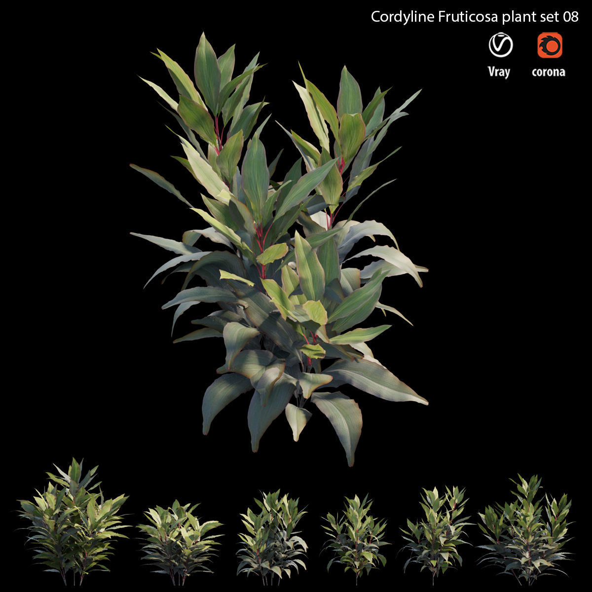 Cordyline Fruticosa plant set 08 Low-poly 3D model_2