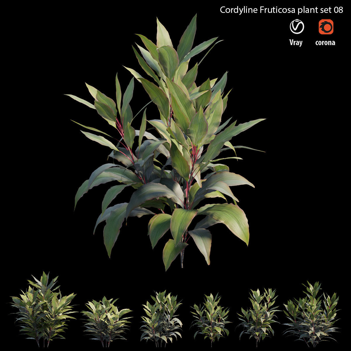 Cordyline Fruticosa plant set 08 Low-poly 3D model_3
