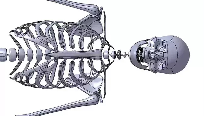 Human Skeleton 3D print model