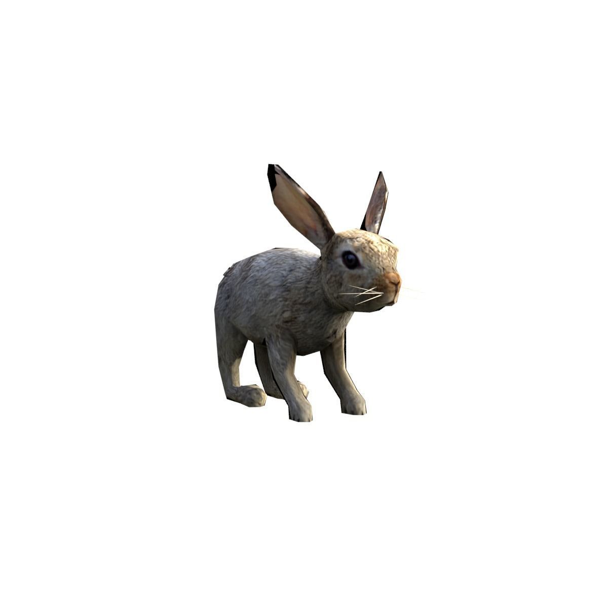 Low Poly Rabbit Low-poly 3D model_5