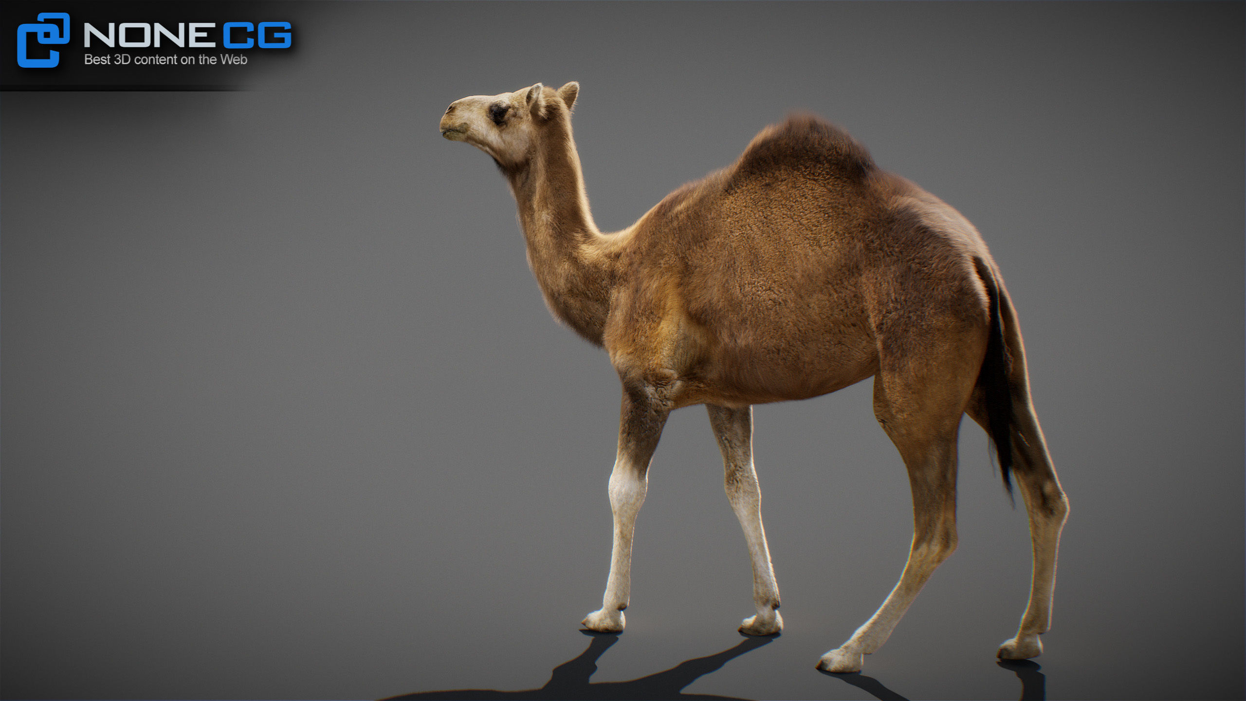 Animated Camel v2 3D model_21