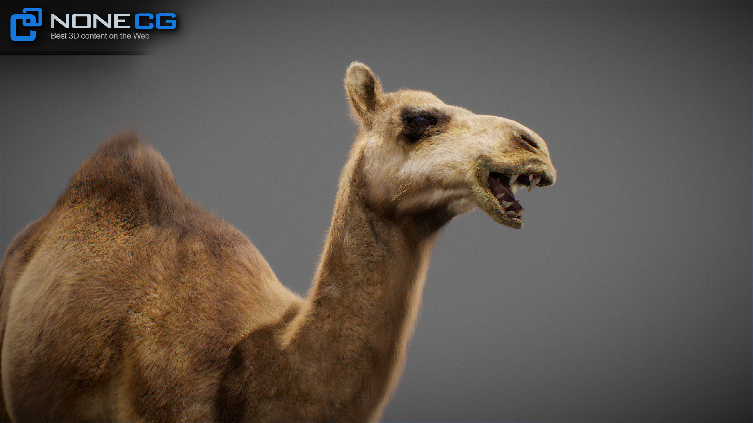 Animated Camel v2 3D model_12