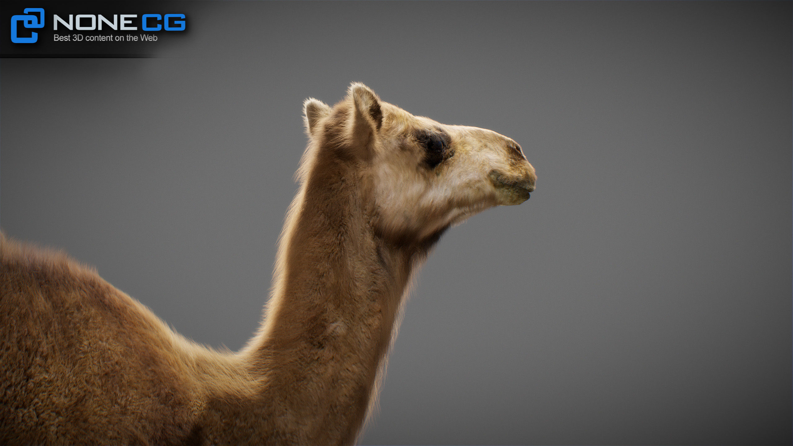 Animated Camel v2 3D model_19