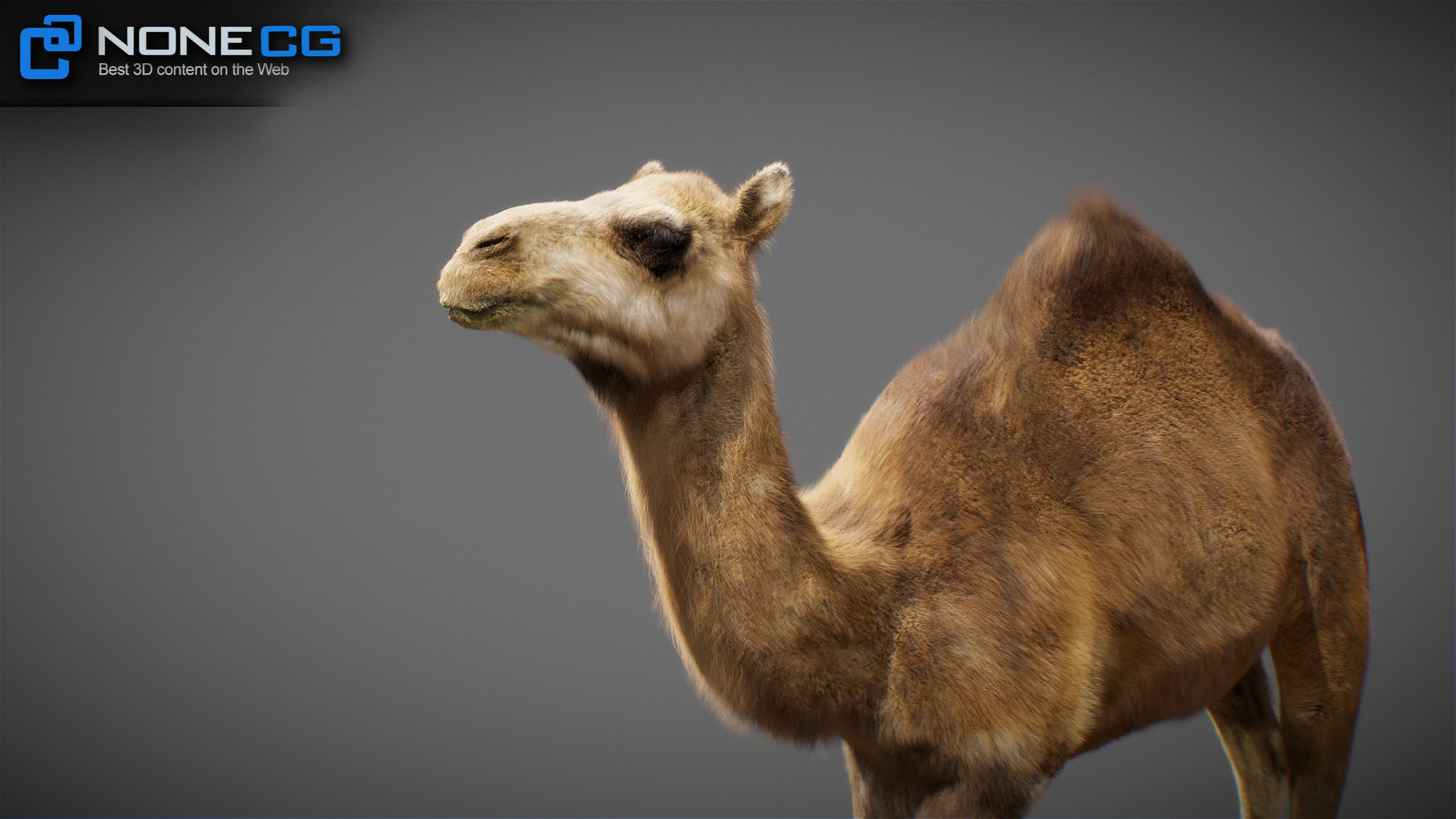 Animated Camel v2 3D model_14