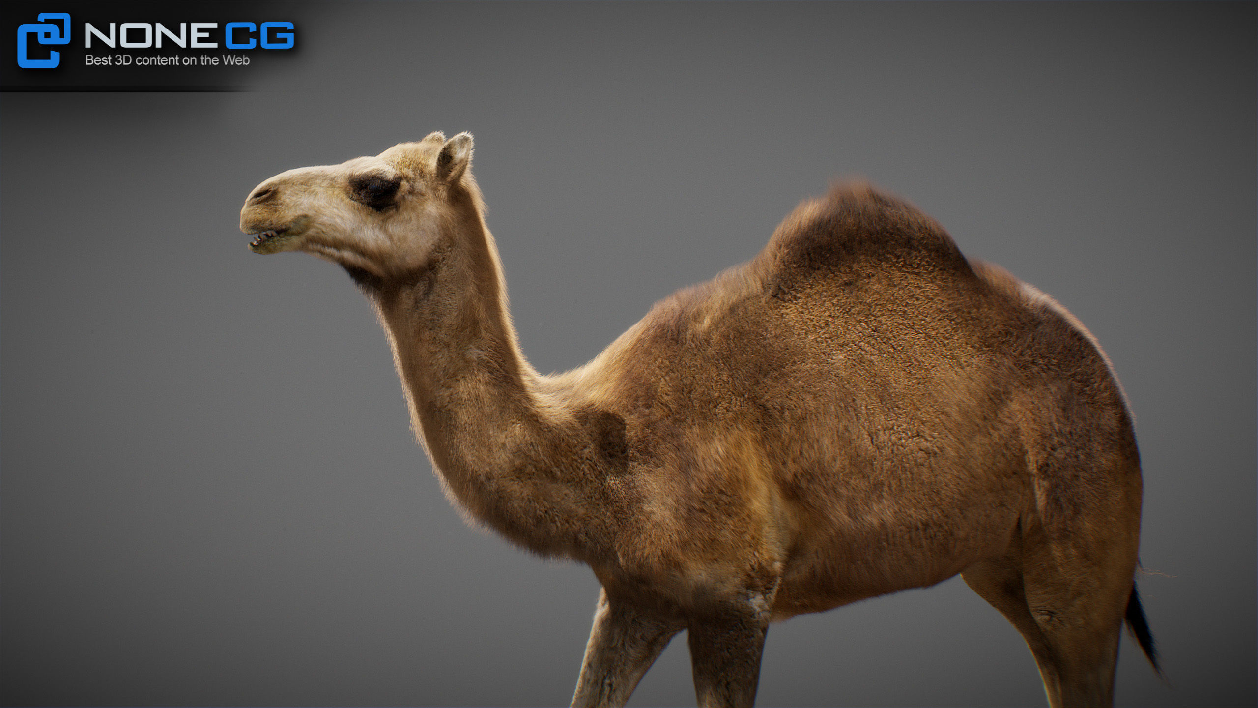 Animated Camel v2 3D model_5