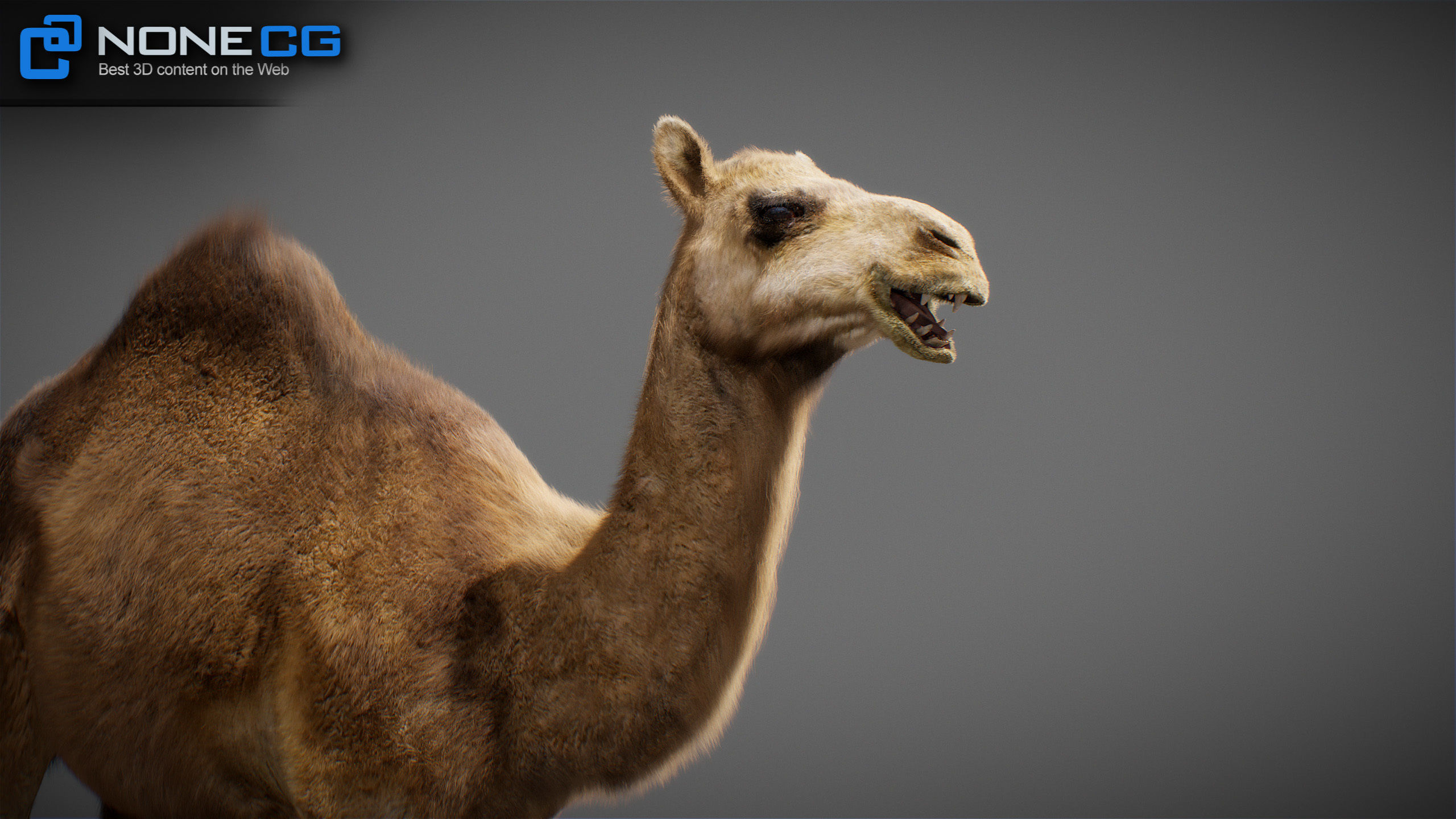 Animated Camel v2 3D model_26
