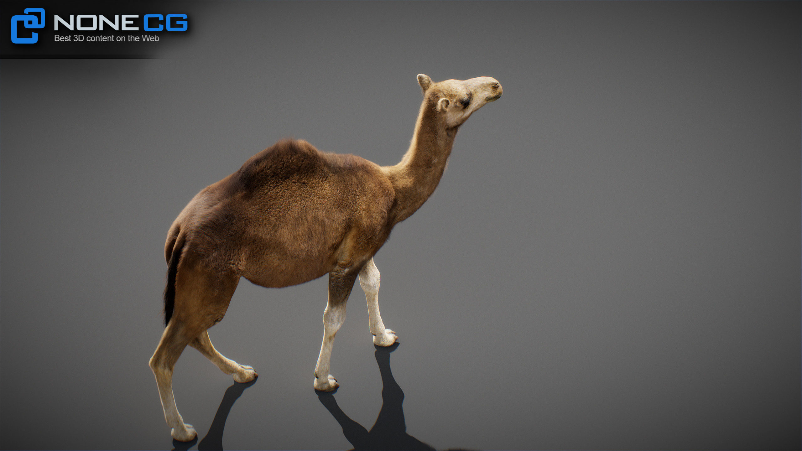 Animated Camel v2 3D model_25